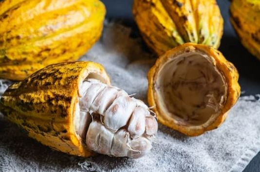Cacao seeds used to make cocoa