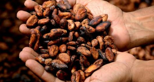 Cacao vs cocoa, this is cacao